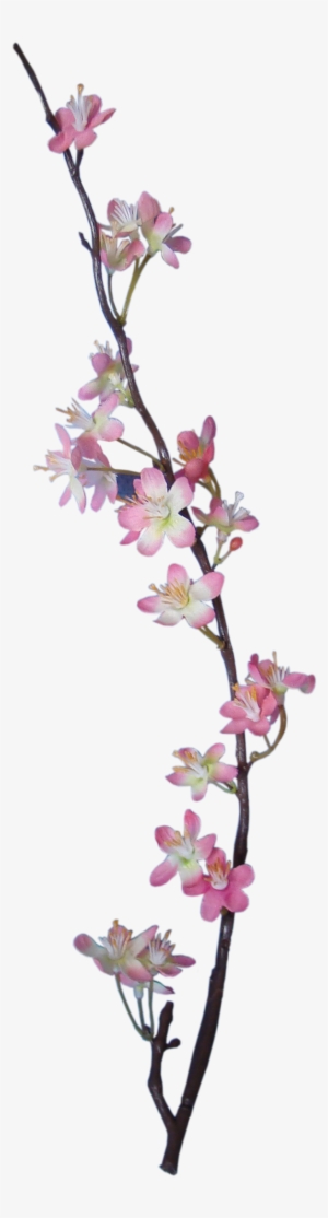 Apple Blossom - Apple Blossom Png #3229826