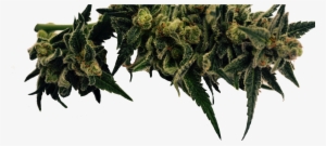 Cannabis #3230153