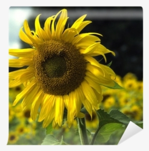 Sunflower #3231335