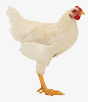 Tante-door - Kip Transparant #3233151