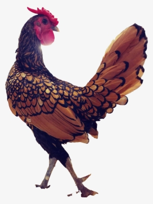 Chicken - Rooster #3233408