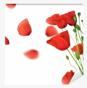 Poppy With Flying Petals Over White Wall Mural Pixers - Poppie Petals #3233887
