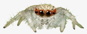 Jumping Spider Transparent Background Png - Jumping Spider Transparent #3235233