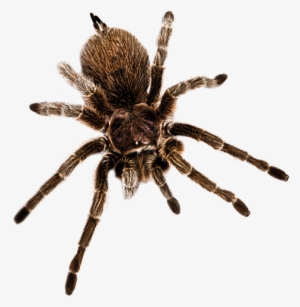 The Power Of Poison Is Organized By The American Museum - Tarantula #3235365