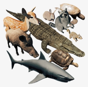 All Animals In The Forest Game #3237233