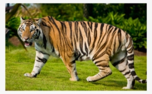 Tiger Taxonomy - Legs Of A Tiger #3237572