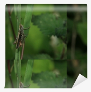 Single Peacock Feathers #3240720