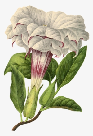 Flower, Plant, Blossom, Bloom, Vintage, Isolated - Angel Trumpet Flower Transparent #3243893