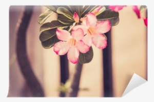 Desert Rose Or Impala Lily Or Mock Azalea Flower Vintage - Adenium Obesum #3244120