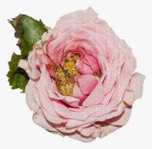 Flower - Vintage - Victoriabea - Garden Roses #3244278