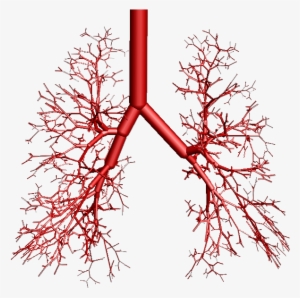 Bronchial Tree Model Alveoli #3246407