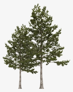 Trees - Pine #3246443 Trees - Pine #3246443