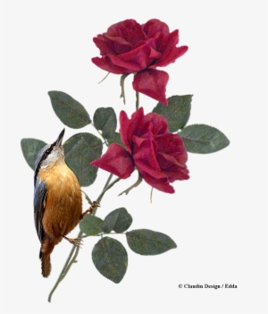 Graphic Royalty Free Library Freebie Cluster Rosen - Evergreen Rose #3247139