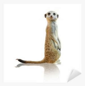 Printable Pictures Of Meerkats #3252041