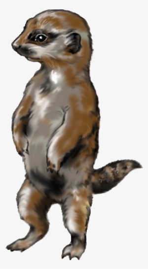 Meerkat - Weasel #3252161