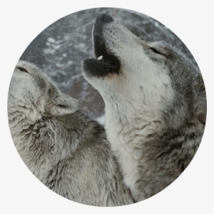 Fightermidnight - Poster: Dutcher's Trio Of Gray Wolves, Canis Lupus, #3252410