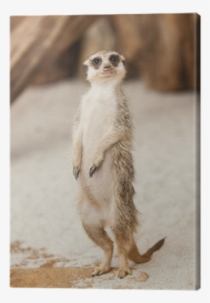 Meerkat #3252501