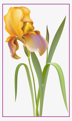 Amazing Iris Flower Png Clip Art Best Web Clipart Of - Flower #3252684