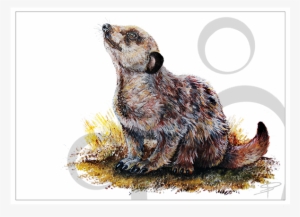 Meerkat #3252733
