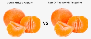 Tangerine Clipart Naartjie - Naartjie Fruit South Africa #3253145
