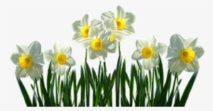 Daffodils, Osterglocken, Spring, Easter, Spring Flowers - Narcissen Png #3253282