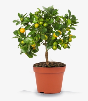 Lemon Plant In Pot With White Background #3253284