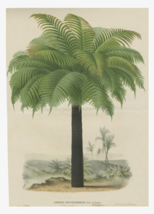 Palm - John Derian #3253766