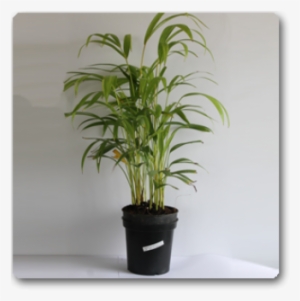 Good Luck Palm #3253947