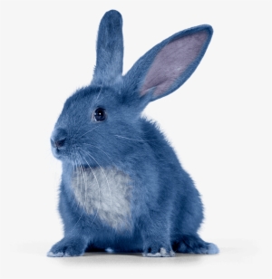 Bleach Logo Png - Blue Bunny #3255169