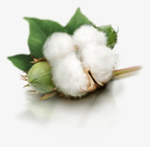 Free Png Cotton Plant Png Images Transparent - Cotton Png #3260956