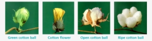 Growth Stages Of Cotton With Swicofil, Expert In Yarn - Yarn #3261025
