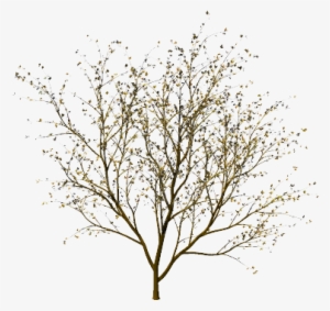 Thin Tree Without Leaves #3261122