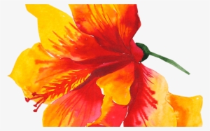 Flower Yellow Watercolor Painting Drawing Aloha 1586*1957 #3261124