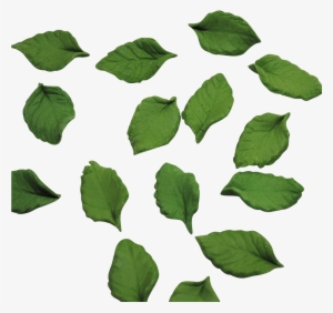 Mini Rose Leaves #3261203