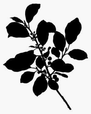 Big Image - Rhamnus Frangula Botanica #3261423