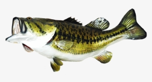 Fish Clip Art - Bass Fish Png #3262702