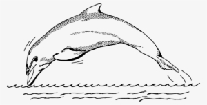 Sketch Of Dolphin Fish #3262824