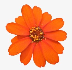 Zinnia Angustifolia #3265571