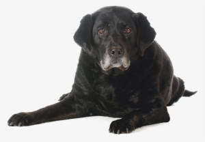 Puppy Adult Senior Dogs #3266895