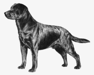 Labrador Akc #3266994