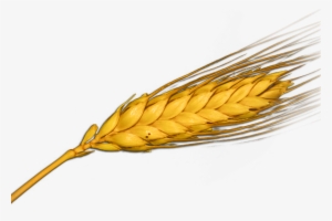 Insumos Y Accesorios Para Cerveza Artesanal - Espiga #3267268