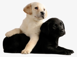 Dog - Black Labrador And White Labrador #3267270