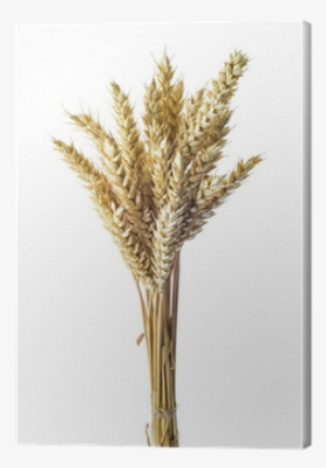 Manojo De Espigas De Trigo Aisladas Sobre Fondo Blanco - Wheat #3267417
