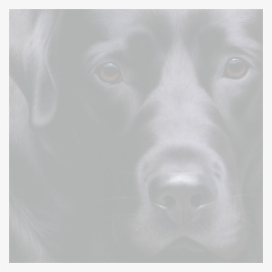Labrador Retriever #3267609