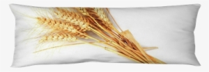 Espigas De Trigo Aisladas Sobre Fondo Blanco Body Pillow - Wheat #3267885
