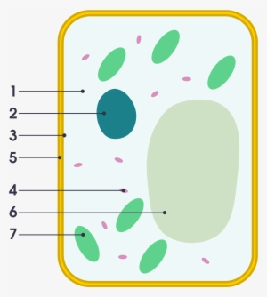 Open - Plant Cell Vs Animal Cell Simple #3267934