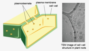 Cell Wall - Plant Cell Membrane And Wall #3268003
