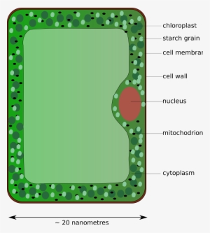 Open - Diagram Of A Palisade Cell #3268038