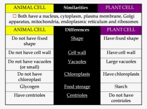 Clipart Resolution 1518*1130 - Tabulation Of Plant And Animal Cell #3268141