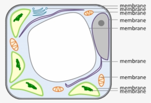 Figure Of A Plant Cell Indicating That Membranes Surround - Average Joe's Gym #3268200